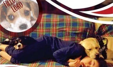 Sesto calende, basta botti