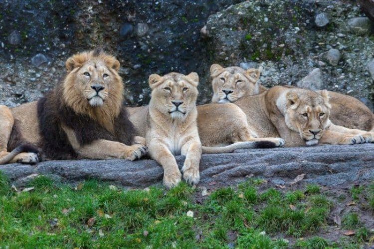 COVID-19: quattro leoni positivi allo zoo di Barcellona in Spagna