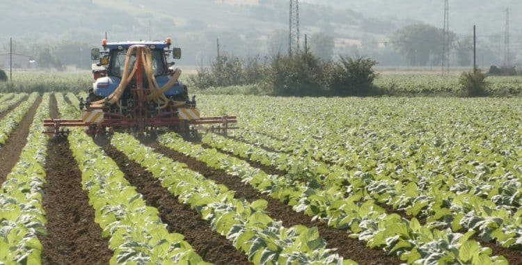 Tabacco: Cia, accordi con multinazionali per tutelare agricoltori