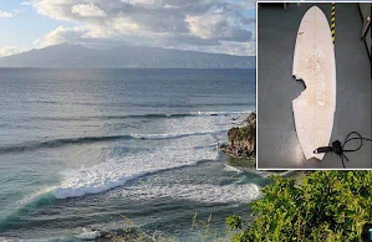 Morso da uno squalo, surfista di 56 anni muore per le ferite a Maui