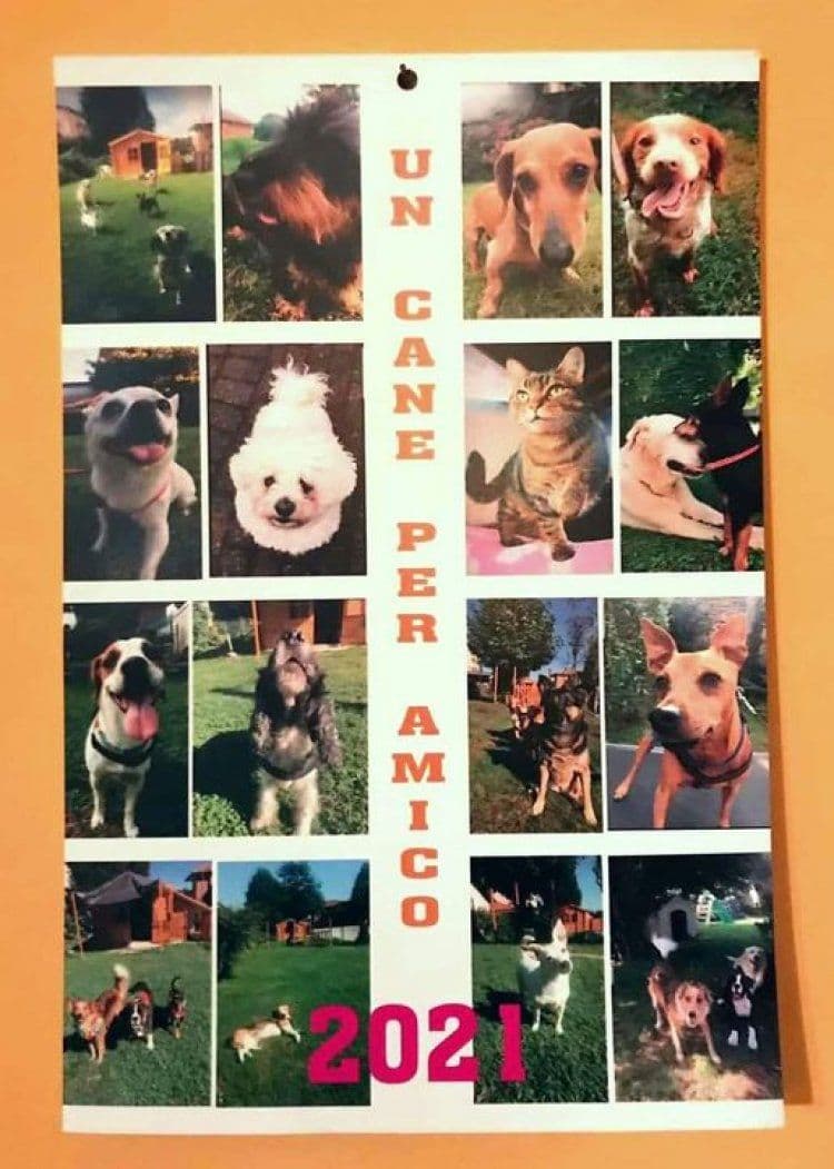 calendario dei cani disponibile