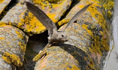 Concorso della Lipu 'Sulle ali dei rondoni' che volerà in tutta Europa