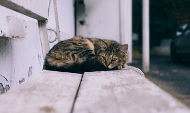 Trecate (No).Raccolta cibo per gatti randagi