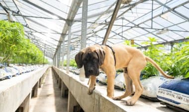 Erba legale a basso costo in Italia e nel mondo