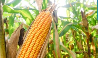 Mais: rilancio produttivo se filiere efficienti, ricerca e innovazione