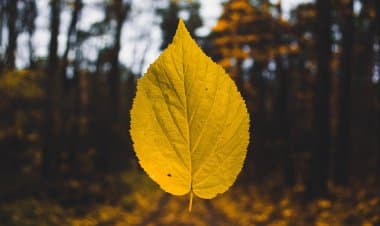 Brescia.Come una foglia al vento