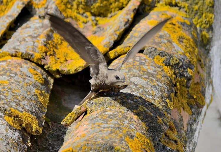 Concorso della Lipu 'Sulle ali dei rondoni' che volerà in tutta Europa