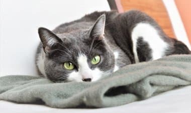 Solbiate Olona, il Comune tutela i gatti con 'Gli amici di Romeo'