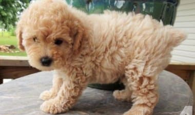 Busto Arsizio: la truffa del barboncino