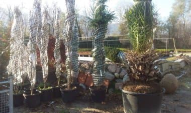 Verbania, Il 21 marzo la posa dei venti Aceri in piazza