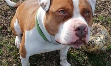 Busto/animali, in condominio la situazione è diventata invivibile