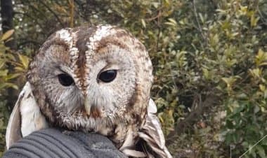 Varese.Il gufo impigliato
