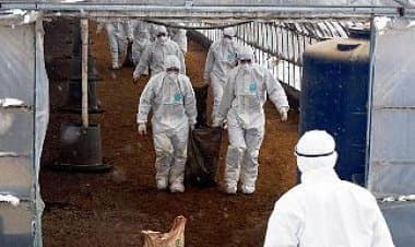 Russia virus influenza aviaria, per la prima volta persone infettate.