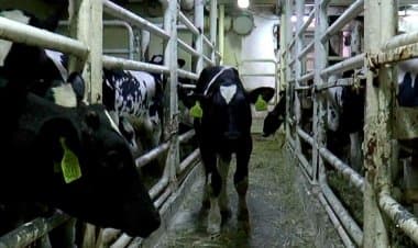 Emergenza animali in Europa: serve un commissario UE al loro benessere