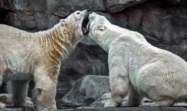 Porto Ceresio (Va). Lite notturna