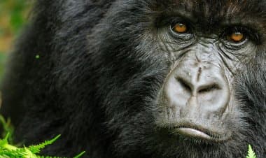 Nello zoo di Praga gorilla e due leoni positivi al Covid-19.