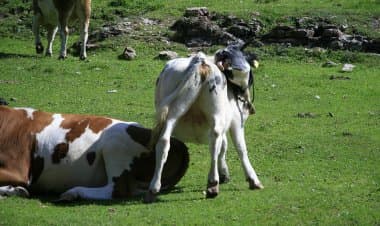 I versanti della Val Veddasca