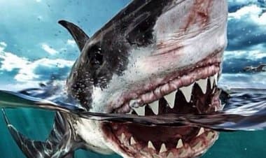 Un bagnante ucciso da uno squalo al largo delle coste della Nuova Caledonia