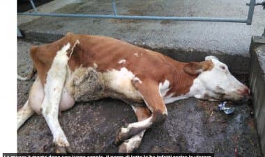 Mucche a bordo in mare da dicembre: la Spagna ordina l’abbattimento degli animali