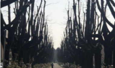 Cassano, finite le potature