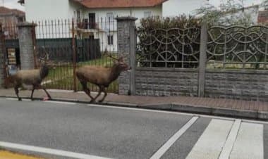 Marnate, tre cervi a spasso per le vie del centro
