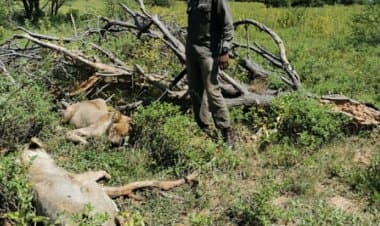 Sudafrica, muore sbranato dai leoni