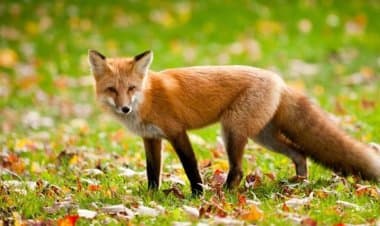 5 volpi positive al virus del cimurro. Attenti ai vostri cani