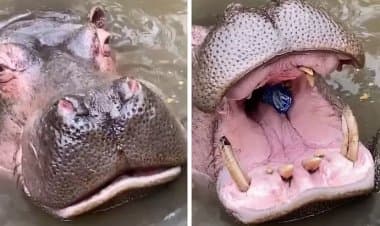 Turista ha quasi ucciso ippopotamo con un bicchiere di plastica.