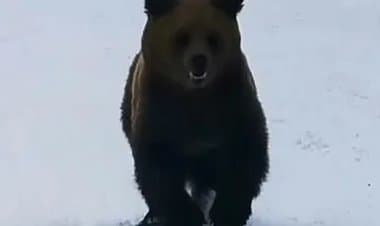 Orso insegue sciatore in pista a Cocoșul Predeal, Romania - VIDEO