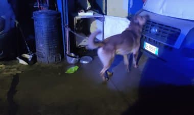 Oipa: due cani in una situazione terribile, salvati