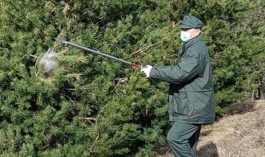 GEV rimuovono nidi di processionaria nel Parco Campo dei Fiori
