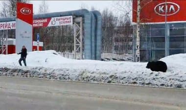 Russia: un orso rincorre un pedone in città e si schianta contro un autobus. Il video