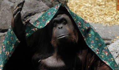 Prima scimmia vaccinata contro il Coronavirus.