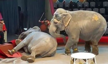 Russia, due elefanti si combattono durante uno spettacolo circense – IL VIDEO