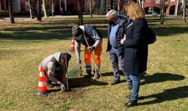 Busto sempre più verde  con 50 nuove piante di paulownia
