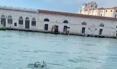 Coppia di delfini in Canal Grande a Venezia  durante il lockdown
