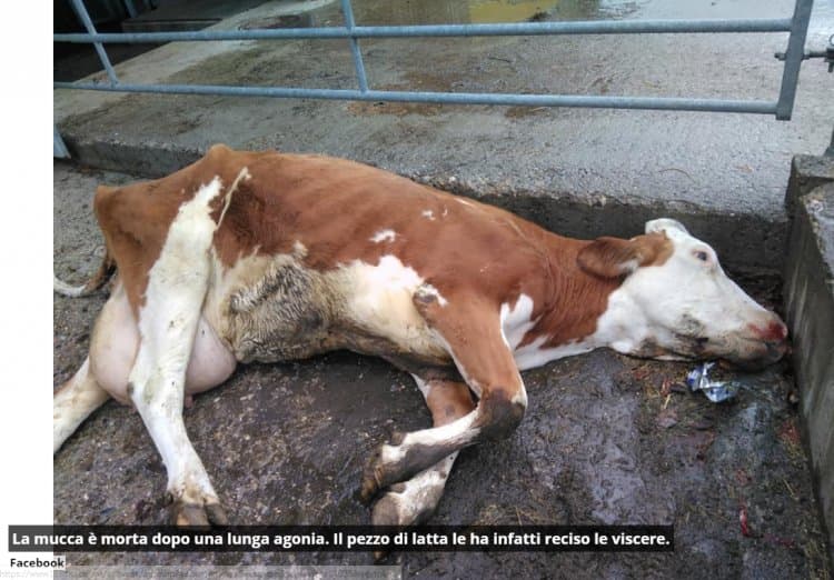 Mucche a bordo in mare da dicembre: la Spagna ordina l’abbattimento degli animali