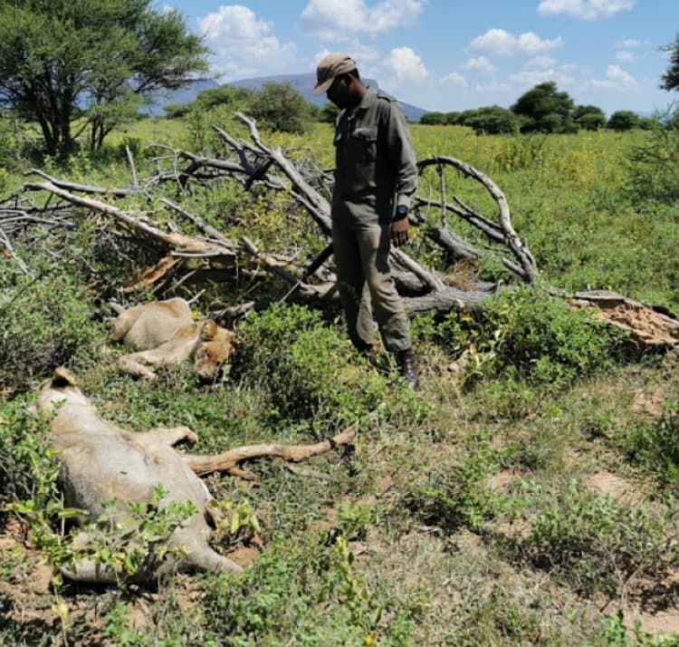 Sudafrica, muore sbranato dai leoni