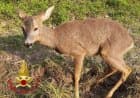 Vizzola Ticino,  capriolo intrappolato nel canale