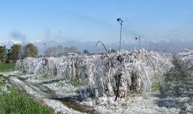 Maltempo: Cia, ondata di gelo stronca agricoltura al Centro Nord