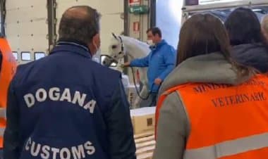 Malpensa, controlli su 18 cavalli arabi destinati agli Emirati Arabi
