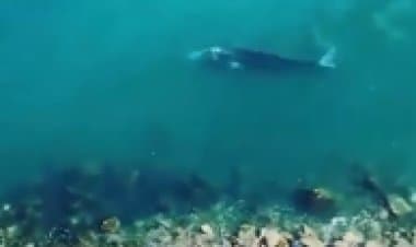 Evento eccezionale a Ponza: avvistata balena grigia sotto costa.