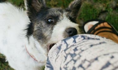 Venegono Superiore(Va). Morso animale!