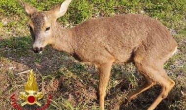 Vizzola Ticino,  capriolo intrappolato nel canale