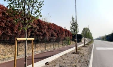 Parabiago, allevare alberi: l’impegno incessante dell’Amministrazione