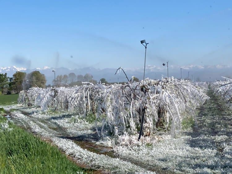 Maltempo: Cia, ondata di gelo stronca agricoltura al Centro Nord
