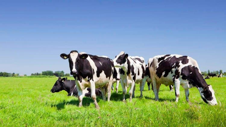 Giornata mondiale del latte: Cia, stalle in crisi causa prezzi mangimi