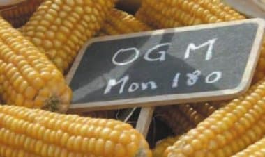 Commissione europea fa marcia indietro e apre la porta ai nuovi OGM