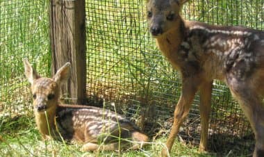 Polizia Ittico Venatoria della Provincia, cosa fare con gli animali selvatici