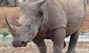 Chiasso, sdognanato un rinoceronte bianco